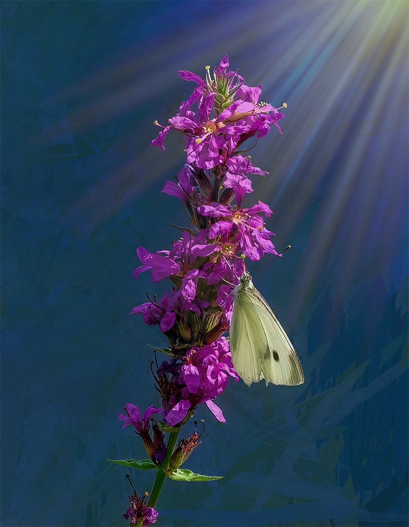 Creative In Class M By Colleen Reilly For Moth In The Forest SEP-2022.jpg